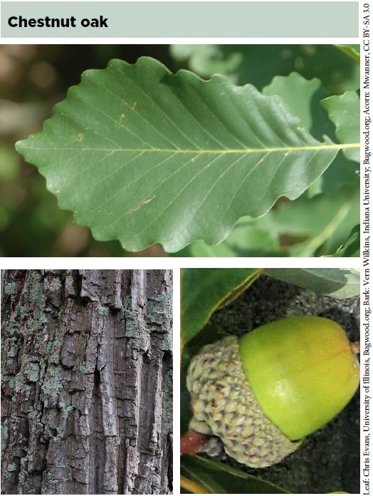 Chestnut oak